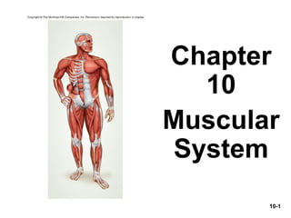 10-1
Chapter
10
Muscular
System
 
