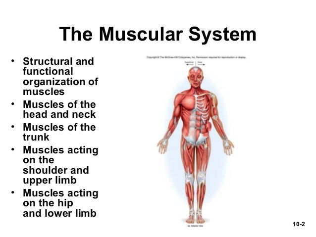 Powerpoint Presentation Muscular System By Marieb