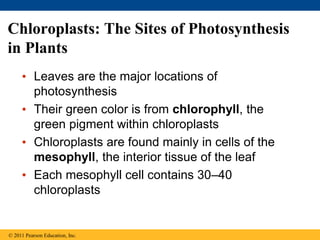 Chloroplasts: The Sites of Photosynthesis
in Plants
• Leaves are the major locations of
photosynthesis
• Their green color is from chlorophyll, the
green pigment within chloroplasts
• Chloroplasts are found mainly in cells of the
mesophyll, the interior tissue of the leaf
• Each mesophyll cell contains 30–40
chloroplasts
© 2011 Pearson Education, Inc.
 