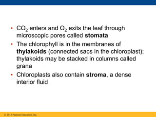 • CO2 enters and O2 exits the leaf through
microscopic pores called stomata
• The chlorophyll is in the membranes of
thylakoids (connected sacs in the chloroplast);
thylakoids may be stacked in columns called
grana
• Chloroplasts also contain stroma, a dense
interior fluid
© 2011 Pearson Education, Inc.
 