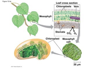Mesophyll
Leaf cross section
Chloroplasts Vein
Stomata
Chloroplast Mesophyll
cell
CO2 O2
20 m
Figure 10.4a
 
