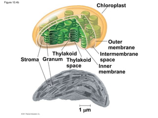 Outer
membrane
Intermembrane
space
Inner
membrane
1 m
Thylakoid
space
Thylakoid
Granum
Stroma
Chloroplast
Figure 10.4b
 