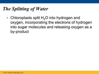 The Splitting of Water
• Chloroplasts split H2O into hydrogen and
oxygen, incorporating the electrons of hydrogen
into sugar molecules and releasing oxygen as a
by-product
© 2011 Pearson Education, Inc.
 