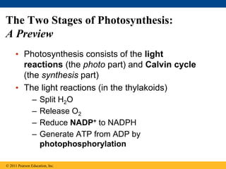 The Two Stages of Photosynthesis:
A Preview
• Photosynthesis consists of the light
reactions (the photo part) and Calvin cycle
(the synthesis part)
• The light reactions (in the thylakoids)
– Split H2O
– Release O2
– Reduce NADP+ to NADPH
– Generate ATP from ADP by
photophosphorylation
© 2011 Pearson Education, Inc.
 