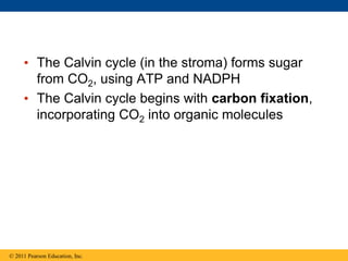 • The Calvin cycle (in the stroma) forms sugar
from CO2, using ATP and NADPH
• The Calvin cycle begins with carbon fixation,
incorporating CO2 into organic molecules
© 2011 Pearson Education, Inc.
 