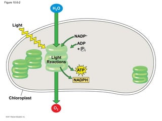 Light
Light
Reactions
Chloroplast
ATP
NADPH
NADP
ADP
+ P i
H2O
O2
Figure 10.6-2
 