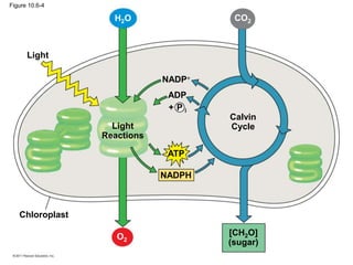 Light
Light
Reactions
Calvin
Cycle
Chloroplast
[CH2O]
(sugar)
ATP
NADPH
NADP
ADP
+ P i
H2O CO2
O2
Figure 10.6-4
 