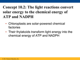 Concept 10.2: The light reactions convert
solar energy to the chemical energy of
ATP and NADPH
• Chloroplasts are solar-powered chemical
factories
• Their thylakoids transform light energy into the
chemical energy of ATP and NADPH
© 2011 Pearson Education, Inc.
 
