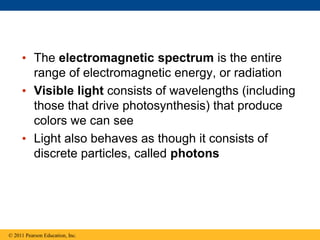 • The electromagnetic spectrum is the entire
range of electromagnetic energy, or radiation
• Visible light consists of wavelengths (including
those that drive photosynthesis) that produce
colors we can see
• Light also behaves as though it consists of
discrete particles, called photons
© 2011 Pearson Education, Inc.
 