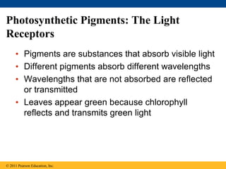 Photosynthetic Pigments: The Light
Receptors
• Pigments are substances that absorb visible light
• Different pigments absorb different wavelengths
• Wavelengths that are not absorbed are reflected
or transmitted
• Leaves appear green because chlorophyll
reflects and transmits green light
© 2011 Pearson Education, Inc.
 