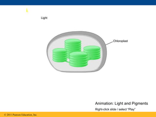 © 2011 Pearson Education, Inc.
Animation: Light and Pigments
Right-click slide / select “Play”
 