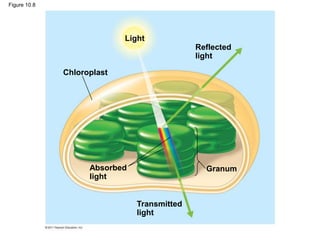 Chloroplast
Light
Reflected
light
Absorbed
light
Transmitted
light
Granum
Figure 10.8
 