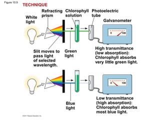Figure 10.9
White
light
Refracting
prism
Chlorophyll
solution
Photoelectric
tube
Galvanometer
Slit moves to
pass light
of selected
wavelength.
Green
light
High transmittance
(low absorption):
Chlorophyll absorbs
very little green light.
Blue
light
Low transmittance
(high absorption):
Chlorophyll absorbs
most blue light.
TECHNIQUE
 