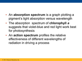 • An absorption spectrum is a graph plotting a
pigment’s light absorption versus wavelength
• The absorption spectrum of chlorophyll a
suggests that violet-blue and red light work best
for photosynthesis
• An action spectrum profiles the relative
effectiveness of different wavelengths of
radiation in driving a process
© 2011 Pearson Education, Inc.
 