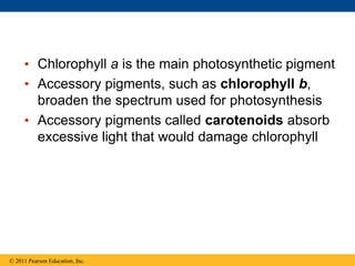 • Chlorophyll a is the main photosynthetic pigment
• Accessory pigments, such as chlorophyll b,
broaden the spectrum used for photosynthesis
• Accessory pigments called carotenoids absorb
excessive light that would damage chlorophyll
© 2011 Pearson Education, Inc.
 