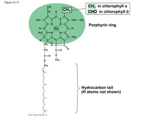 Figure 10.11
Hydrocarbon tail
(H atoms not shown)
Porphyrin ring
CH3
CH3 in chlorophyll a
CHO in chlorophyll b
 