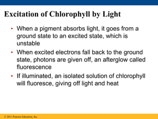 Excitation of Chlorophyll by Light
• When a pigment absorbs light, it goes from a
ground state to an excited state, which is
unstable
• When excited electrons fall back to the ground
state, photons are given off, an afterglow called
fluorescence
• If illuminated, an isolated solution of chlorophyll
will fluoresce, giving off light and heat
© 2011 Pearson Education, Inc.
 