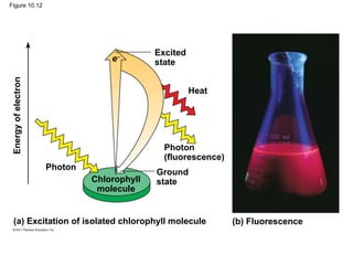 Figure 10.12
Excited
state
Heat
e
Photon
(fluorescence)
Ground
state
Photon
Chlorophyll
molecule
Energy
of
electron
(a) Excitation of isolated chlorophyll molecule (b) Fluorescence
 