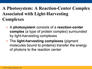 A Photosystem: A Reaction-Center Complex
Associated with Light-Harvesting
Complexes
• A photosystem consists of a reaction-center
complex (a type of protein complex) surrounded
by light-harvesting complexes
• The light-harvesting complexes (pigment
molecules bound to proteins) transfer the energy
of photons to the reaction center
© 2011 Pearson Education, Inc.
 