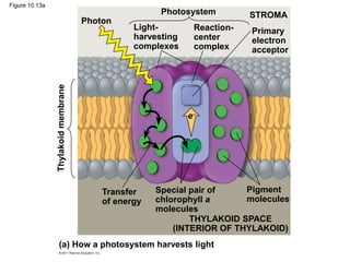 Figure 10.13a
(a) How a photosystem harvests light
Thylakoid
membrane
Photon
Photosystem STROMA
Light-
harvesting
complexes
Reaction-
center
complex
Primary
electron
acceptor
Transfer
of energy
Special pair of
chlorophyll a
molecules
Pigment
molecules
THYLAKOID SPACE
(INTERIOR OF THYLAKOID)
e
 