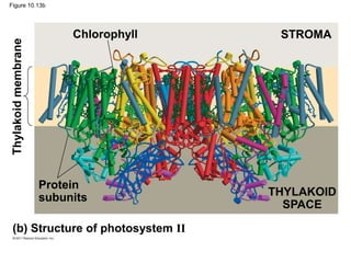 Figure 10.13b
(b) Structure of photosystem II
Thylakoid
membrane
Chlorophyll STROMA
Protein
subunits THYLAKOID
SPACE
 