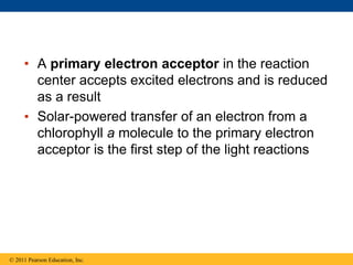 • A primary electron acceptor in the reaction
center accepts excited electrons and is reduced
as a result
• Solar-powered transfer of an electron from a
chlorophyll a molecule to the primary electron
acceptor is the first step of the light reactions
© 2011 Pearson Education, Inc.
 