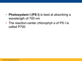 • Photosystem I (PS I) is best at absorbing a
wavelength of 700 nm
• The reaction-center chlorophyll a of PS I is
called P700
© 2011 Pearson Education, Inc.
 