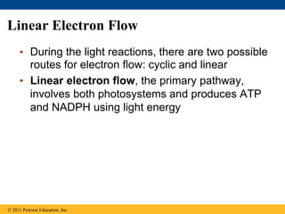 Linear Electron Flow
• During the light reactions, there are two possible
routes for electron flow: cyclic and linear
• Linear electron flow, the primary pathway,
involves both photosystems and produces ATP
and NADPH using light energy
© 2011 Pearson Education, Inc.
 