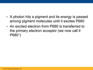 • A photon hits a pigment and its energy is passed
among pigment molecules until it excites P680
• An excited electron from P680 is transferred to
the primary electron acceptor (we now call it
P680+)
© 2011 Pearson Education, Inc.
 