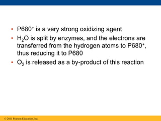 • P680+ is a very strong oxidizing agent
• H2O is split by enzymes, and the electrons are
transferred from the hydrogen atoms to P680+,
thus reducing it to P680
• O2 is released as a by-product of this reaction
© 2011 Pearson Education, Inc.
 