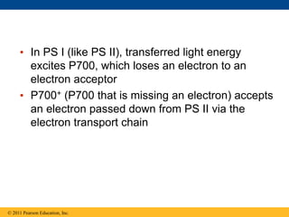 • In PS I (like PS II), transferred light energy
excites P700, which loses an electron to an
electron acceptor
• P700+ (P700 that is missing an electron) accepts
an electron passed down from PS II via the
electron transport chain
© 2011 Pearson Education, Inc.
 