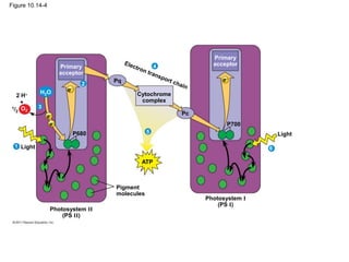 Figure 10.14-4
Cytochrome
complex
Primary
acceptor
Primary
acceptor
H2O
O2
2 H
+
1/2
P680
Light
Pigment
molecules
Photosystem II
(PS II)
Photosystem I
(PS I)
Pq
Pc
ATP
1
2
3
5
6
P700
Light
e
e
4
e
e
 