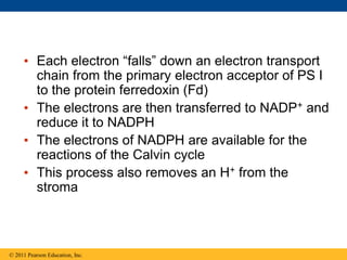 • Each electron “falls” down an electron transport
chain from the primary electron acceptor of PS I
to the protein ferredoxin (Fd)
• The electrons are then transferred to NADP+ and
reduce it to NADPH
• The electrons of NADPH are available for the
reactions of the Calvin cycle
• This process also removes an H+ from the
stroma
© 2011 Pearson Education, Inc.
 