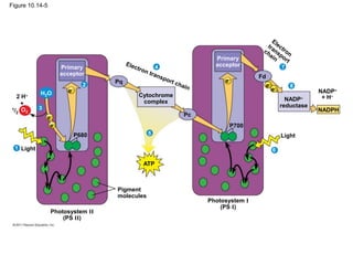 Figure 10.14-5
Cytochrome
complex
Primary
acceptor
Primary
acceptor
H2O
O2
2 H
+
1/2
P680
Light
Pigment
molecules
Photosystem II
(PS II)
Photosystem I
(PS I)
Pq
Pc
ATP
1
2
3
5
6
7
8
P700
Light
+ H
NADP
NADPH
NADP
reductase
Fd
e
e
e
e
4
e
e
 