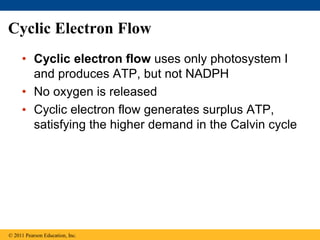 Cyclic Electron Flow
• Cyclic electron flow uses only photosystem I
and produces ATP, but not NADPH
• No oxygen is released
• Cyclic electron flow generates surplus ATP,
satisfying the higher demand in the Calvin cycle
© 2011 Pearson Education, Inc.
 