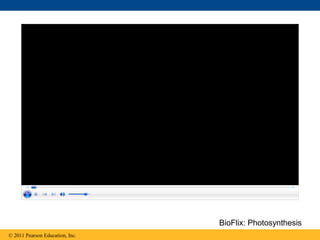 © 2011 Pearson Education, Inc.
BioFlix: Photosynthesis
 