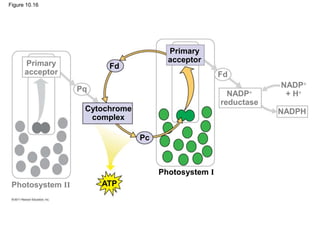 Figure 10.16
Photosystem I
Primary
acceptor
Cytochrome
complex
Fd
Pc
ATP
Primary
acceptor
Pq
Fd
NADPH
NADP
reductase
NADP
+ H
Photosystem II
 