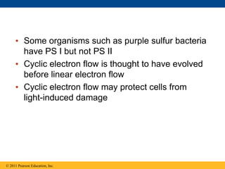 • Some organisms such as purple sulfur bacteria
have PS I but not PS II
• Cyclic electron flow is thought to have evolved
before linear electron flow
• Cyclic electron flow may protect cells from
light-induced damage
© 2011 Pearson Education, Inc.
 