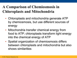 A Comparison of Chemiosmosis in
Chloroplasts and Mitochondria
• Chloroplasts and mitochondria generate ATP
by chemiosmosis, but use different sources of
energy
• Mitochondria transfer chemical energy from
food to ATP; chloroplasts transform light energy
into the chemical energy of ATP
• Spatial organization of chemiosmosis differs
between chloroplasts and mitochondria but also
shows similarities
© 2011 Pearson Education, Inc.
 