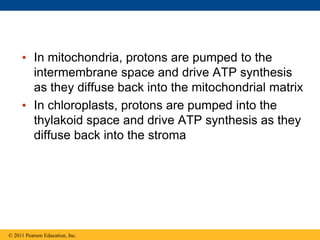 • In mitochondria, protons are pumped to the
intermembrane space and drive ATP synthesis
as they diffuse back into the mitochondrial matrix
• In chloroplasts, protons are pumped into the
thylakoid space and drive ATP synthesis as they
diffuse back into the stroma
© 2011 Pearson Education, Inc.
 