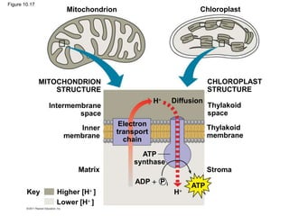 Mitochondrion Chloroplast
MITOCHONDRION
STRUCTURE
CHLOROPLAST
STRUCTURE
Intermembrane
space
Inner
membrane
Matrix
Thylakoid
space
Thylakoid
membrane
Stroma
Electron
transport
chain
H Diffusion
ATP
synthase
H
ADP  P i
Key Higher [H ]
Lower [H ]
ATP
Figure 10.17
 