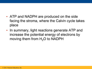 • ATP and NADPH are produced on the side
facing the stroma, where the Calvin cycle takes
place
• In summary, light reactions generate ATP and
increase the potential energy of electrons by
moving them from H2O to NADPH
© 2011 Pearson Education, Inc.
 