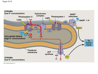 Figure 10.18
STROMA
(low H concentration)
STROMA
(low H concentration)
THYLAKOID SPACE
(high H concentration)
Light
Photosystem II
Cytochrome
complex Photosystem I
Light
NADP
reductase
NADP + H
To
Calvin
Cycle
ATP
synthase
Thylakoid
membrane
2
1
3
NADPH
Fd
Pc
Pq
4 H+
4 H+
+2 H+
H+
ADP
+
P i
ATP
1/2
H2O
O2
 