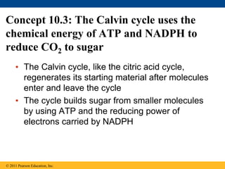Concept 10.3: The Calvin cycle uses the
chemical energy of ATP and NADPH to
reduce CO2 to sugar
• The Calvin cycle, like the citric acid cycle,
regenerates its starting material after molecules
enter and leave the cycle
• The cycle builds sugar from smaller molecules
by using ATP and the reducing power of
electrons carried by NADPH
© 2011 Pearson Education, Inc.
 
