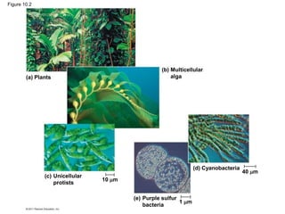(a) Plants
(b) Multicellular
alga
(c) Unicellular
protists
(d) Cyanobacteria
(e) Purple sulfur
bacteria
10 m
1 m
40 m
Figure 10.2
 