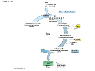 Input
3 (Entering one
at a time)
CO2
Phase 1: Carbon fixation
Rubisco
3 P P
P
6
Short-lived
intermediate
3-Phosphoglycerate
6
6 ADP
ATP
6 P P
1,3-Bisphosphoglycerate
Calvin
Cycle
6 NADPH
6 NADP
6 P i
6 P
Phase 2:
Reduction
Glyceraldehyde 3-phosphate
(G3P)
3 P P
Ribulose bisphosphate
(RuBP)
1 P
G3P
(a sugar)
Output
Glucose and
other organic
compounds
Figure 10.19-2
 
