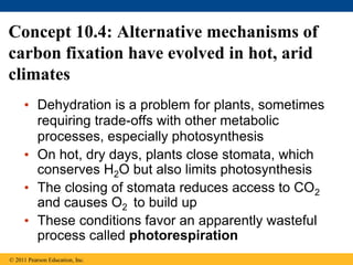 Concept 10.4: Alternative mechanisms of
carbon fixation have evolved in hot, arid
climates
• Dehydration is a problem for plants, sometimes
requiring trade-offs with other metabolic
processes, especially photosynthesis
• On hot, dry days, plants close stomata, which
conserves H2O but also limits photosynthesis
• The closing of stomata reduces access to CO2
and causes O2 to build up
• These conditions favor an apparently wasteful
process called photorespiration
© 2011 Pearson Education, Inc.
 