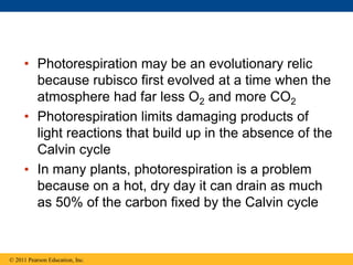 • Photorespiration may be an evolutionary relic
because rubisco first evolved at a time when the
atmosphere had far less O2 and more CO2
• Photorespiration limits damaging products of
light reactions that build up in the absence of the
Calvin cycle
• In many plants, photorespiration is a problem
because on a hot, dry day it can drain as much
as 50% of the carbon fixed by the Calvin cycle
© 2011 Pearson Education, Inc.
 