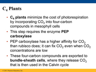 C4 Plants
• C4 plants minimize the cost of photorespiration
by incorporating CO2 into four-carbon
compounds in mesophyll cells
• This step requires the enzyme PEP
carboxylase
• PEP carboxylase has a higher affinity for CO2
than rubisco does; it can fix CO2 even when CO2
concentrations are low
• These four-carbon compounds are exported to
bundle-sheath cells, where they release CO2
that is then used in the Calvin cycle
© 2011 Pearson Education, Inc.
 