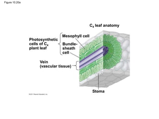 Figure 10.20a
C4 leaf anatomy
Photosynthetic
cells of C4
plant leaf
Mesophyll cell
Bundle-
sheath
cell
Vein
(vascular tissue)
Stoma
 